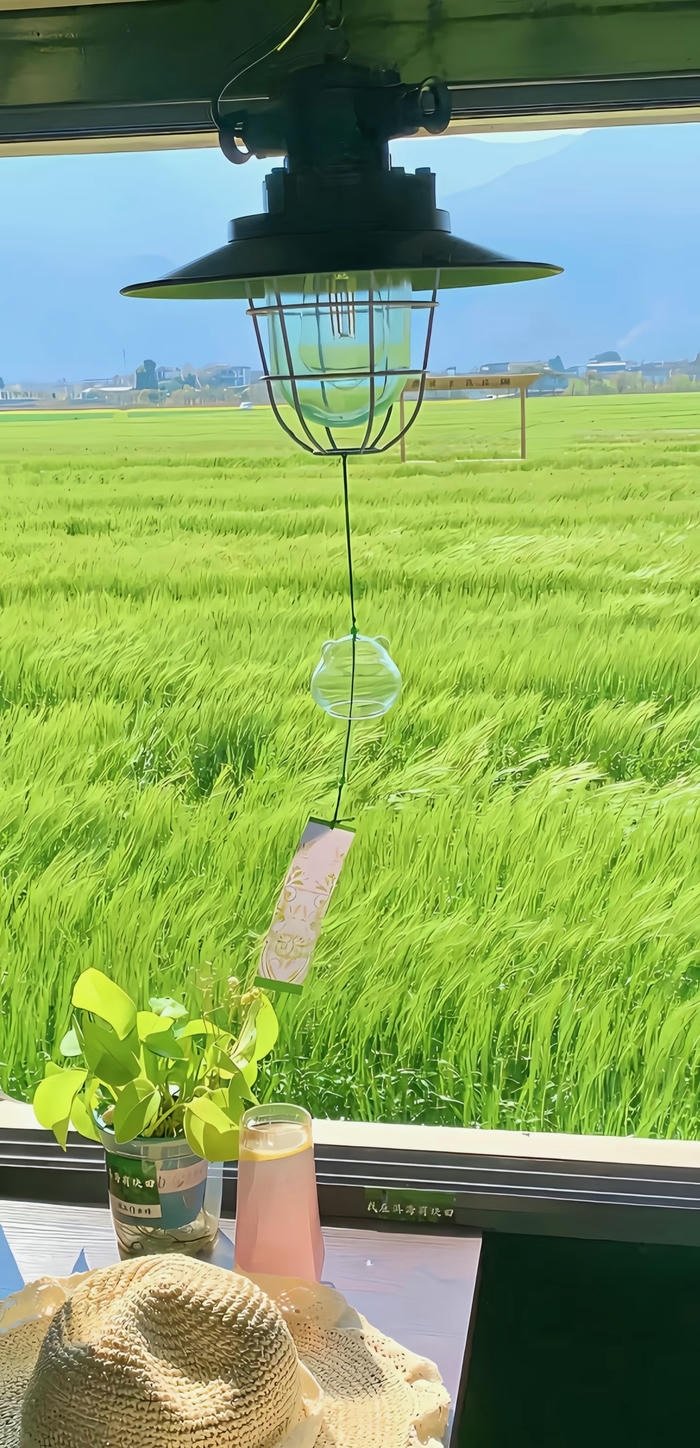 hình nền cánh đồng lúa