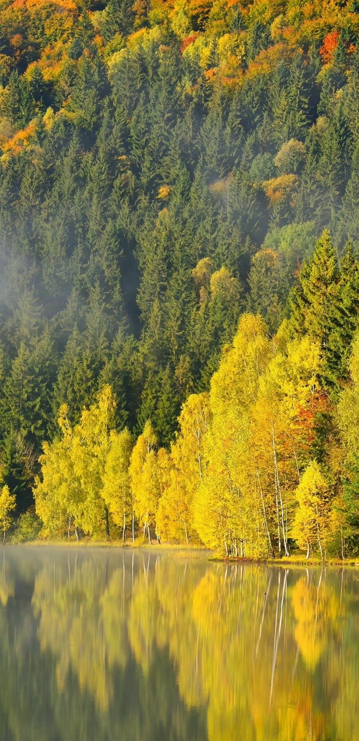 hình nền cây lá vàng