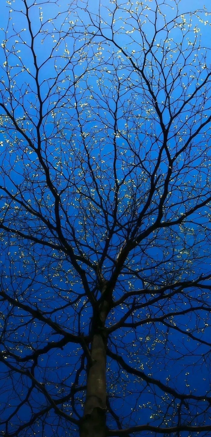 hình nền cây phát sáng hình nền cây phát sáng