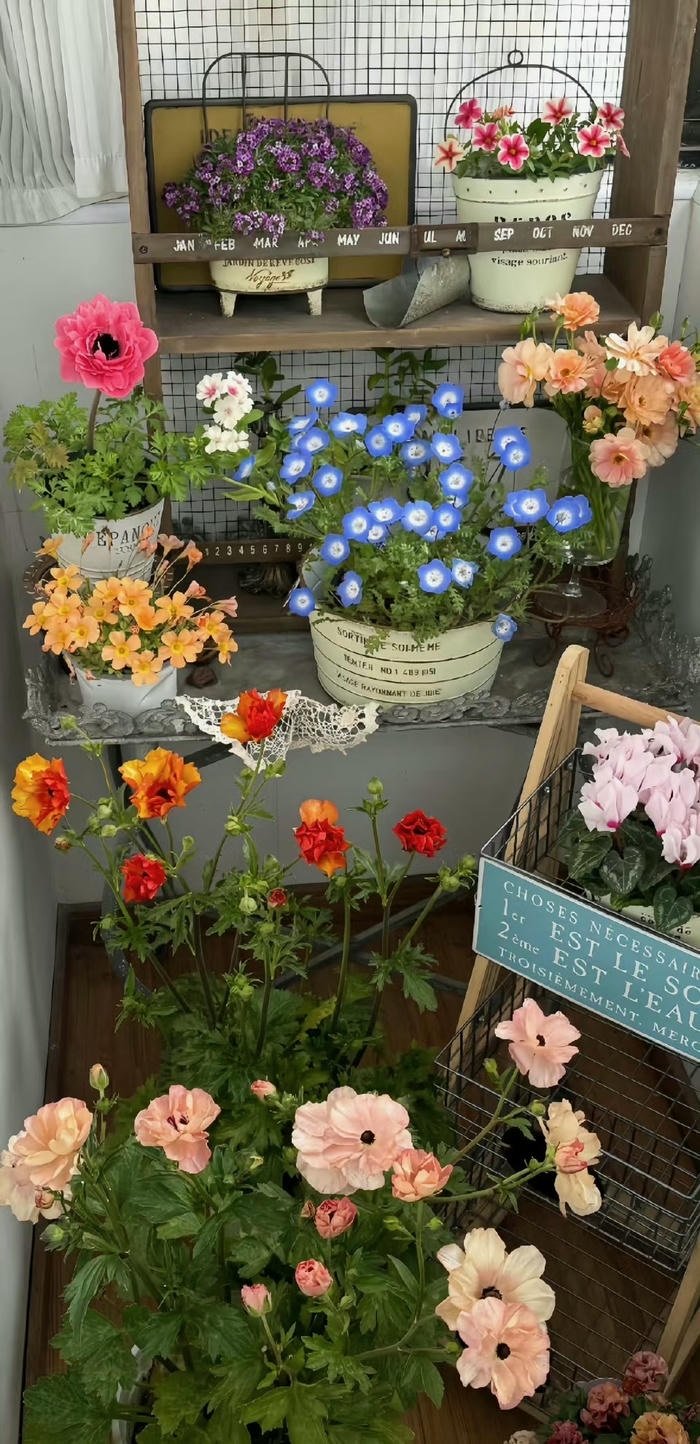 hình nền chậu hoa đẹp full HD