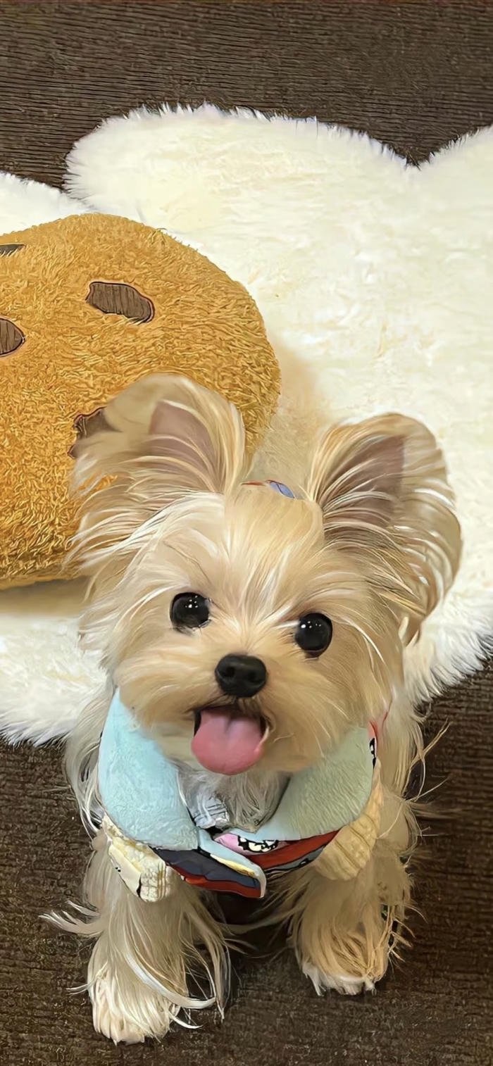 hình nền chó con dễ thương