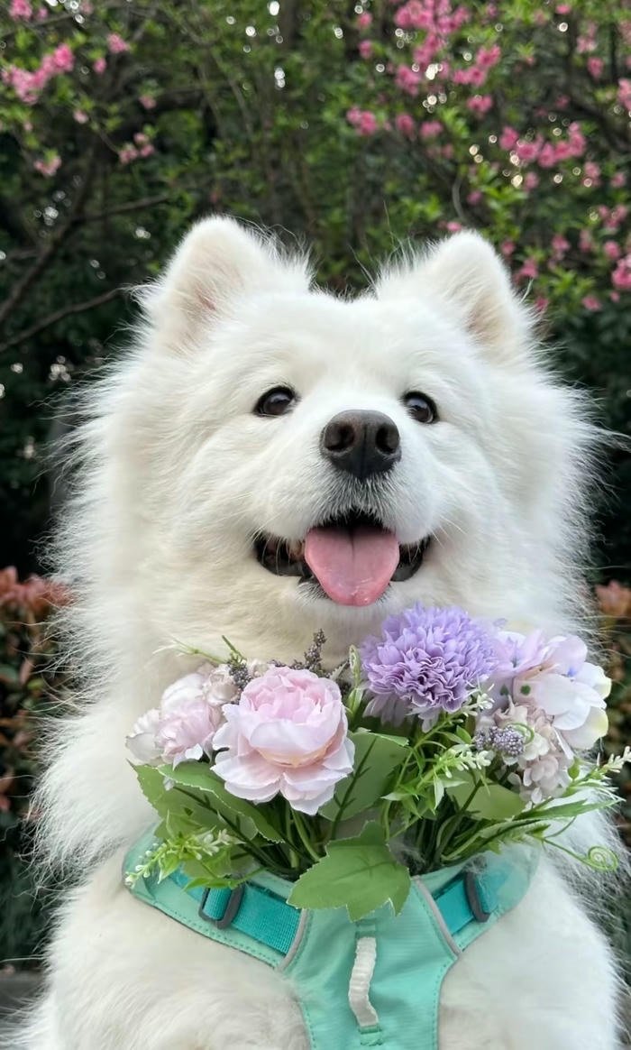 hình nền chó cute hình nền chó cute