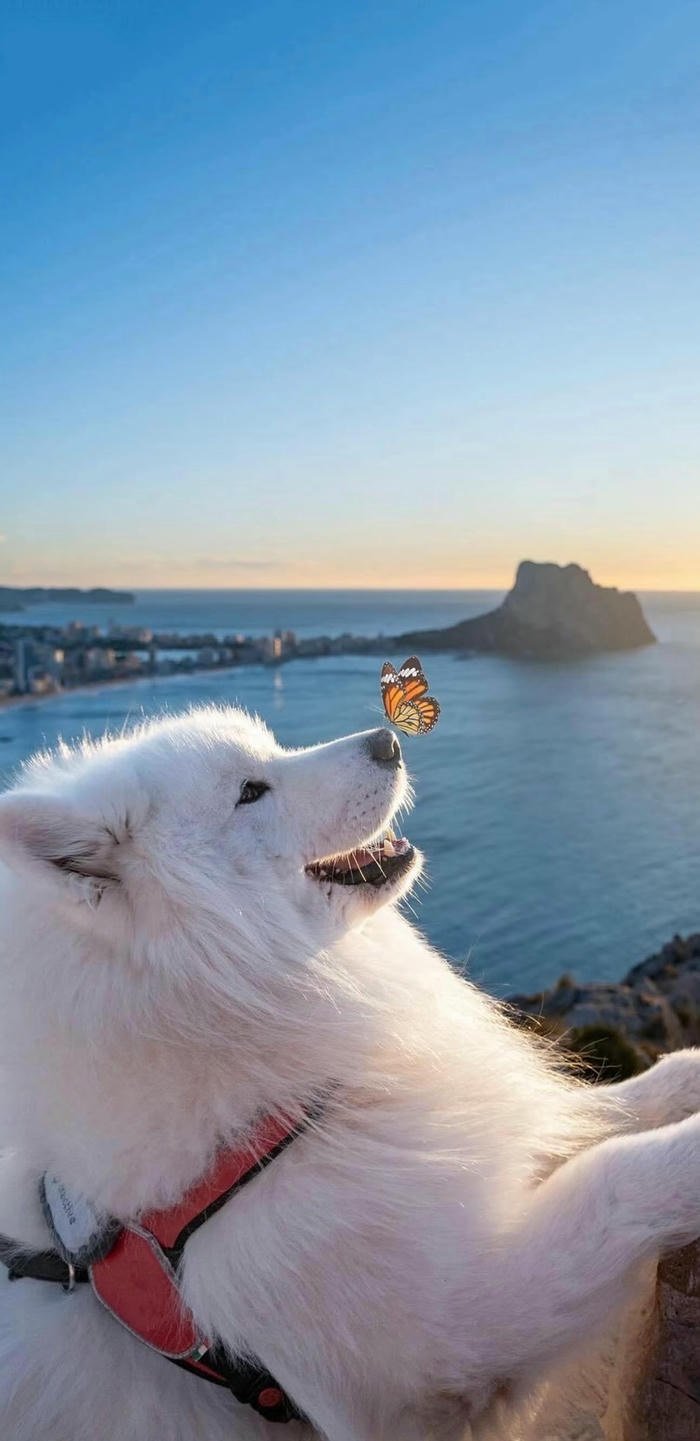 hình nền chó và bươm bướm hình nền chó và bươm bướm