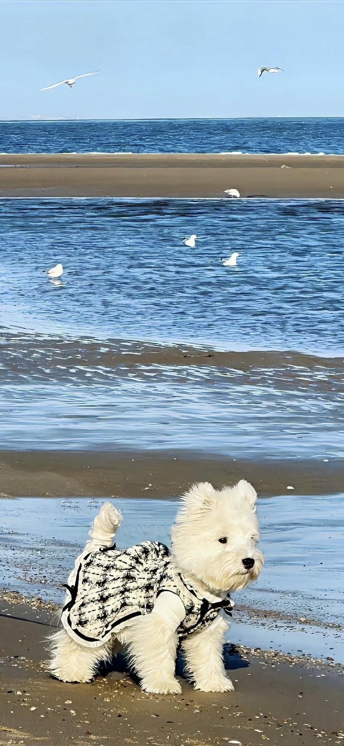 hình nền chú chó con dễ thương