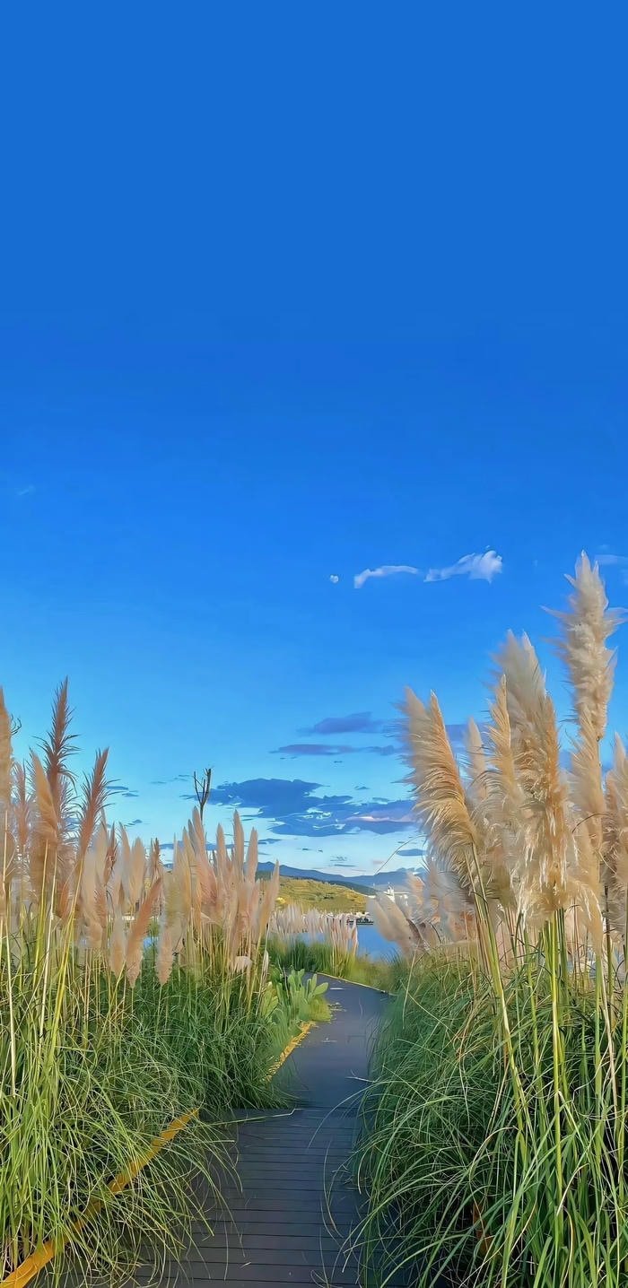 hình nền con đường bông lau