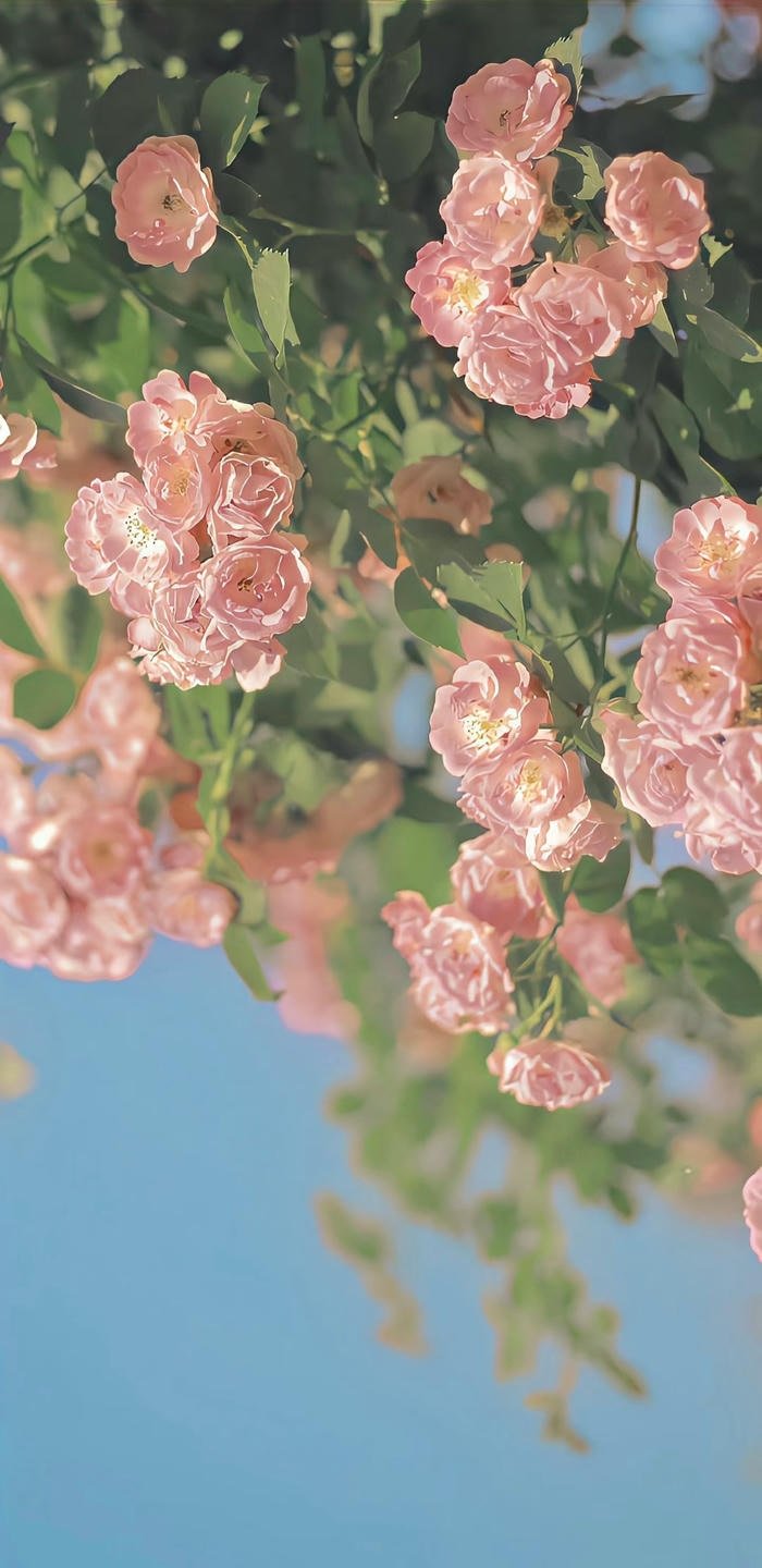 hình nền full HD hoa