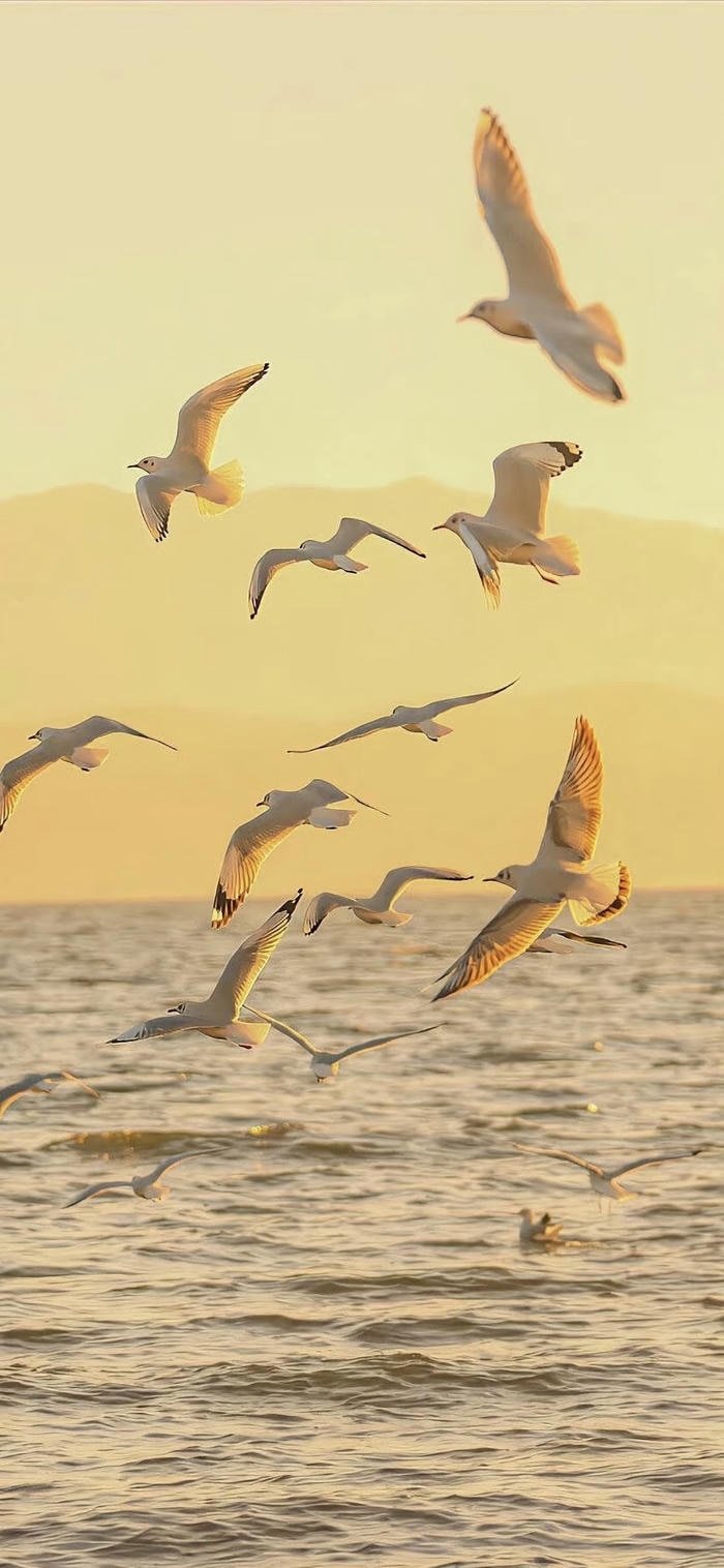 hình nền hải âu tung cánh