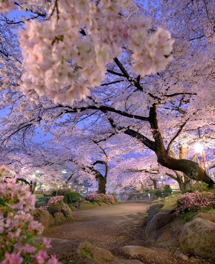 hình nền hoa anh đào đẹp