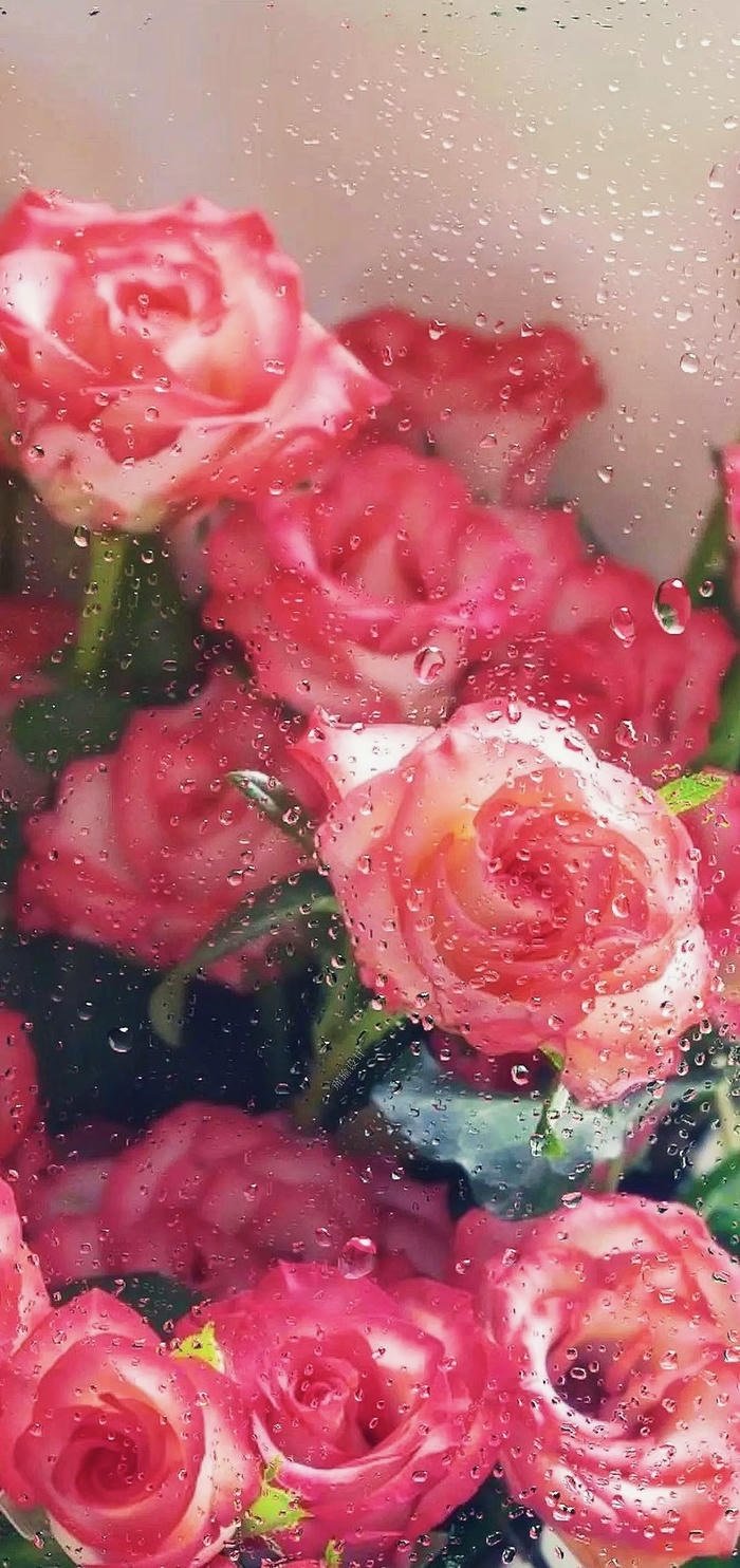 hình nền hoa hồng đẹp