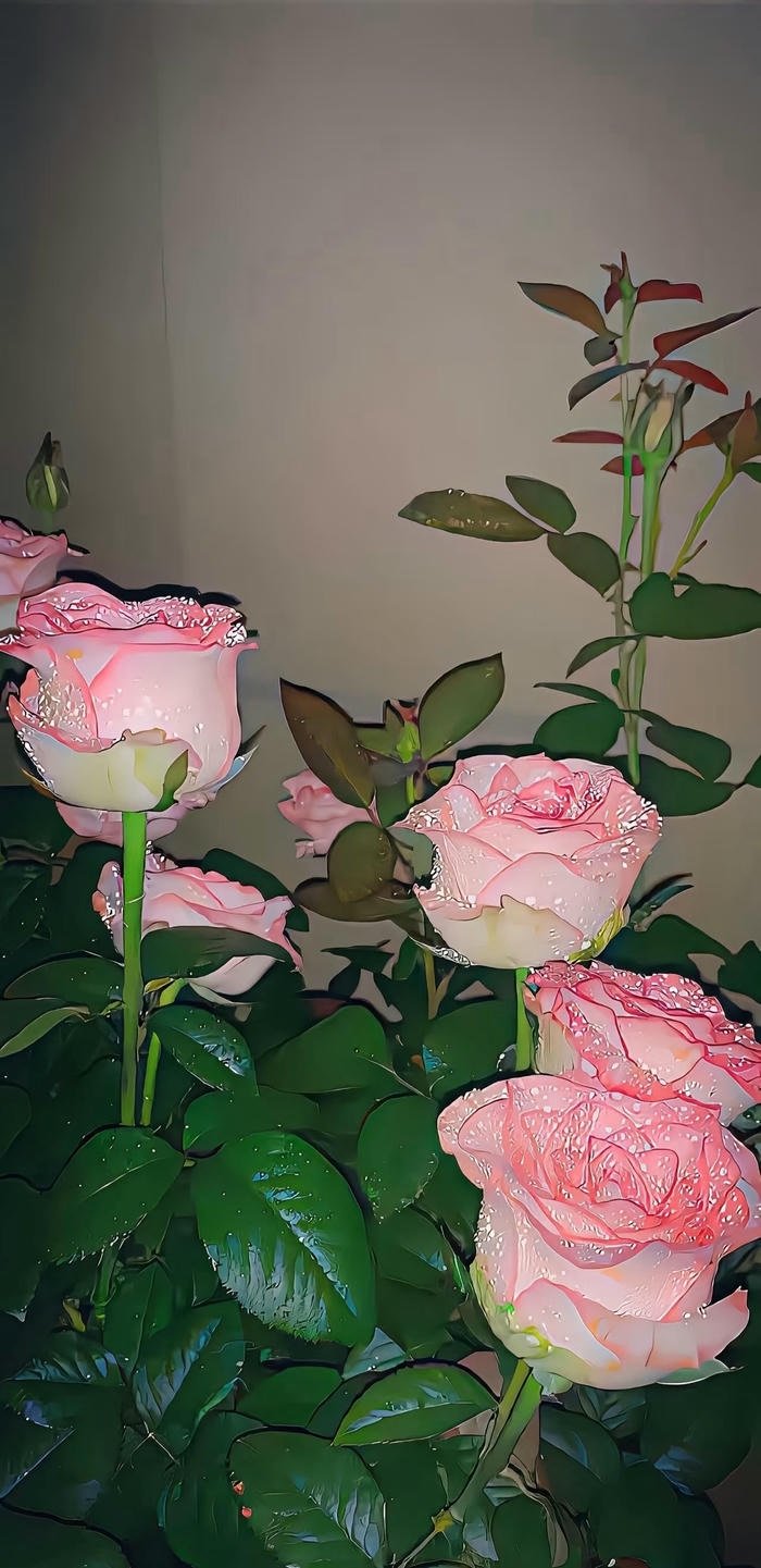 hình nền hoa hồng phấn full HD