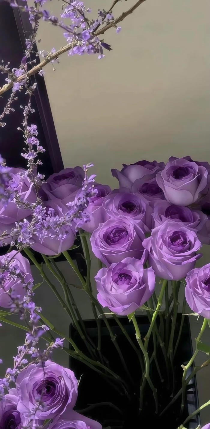 hình nền hoa hồng tím