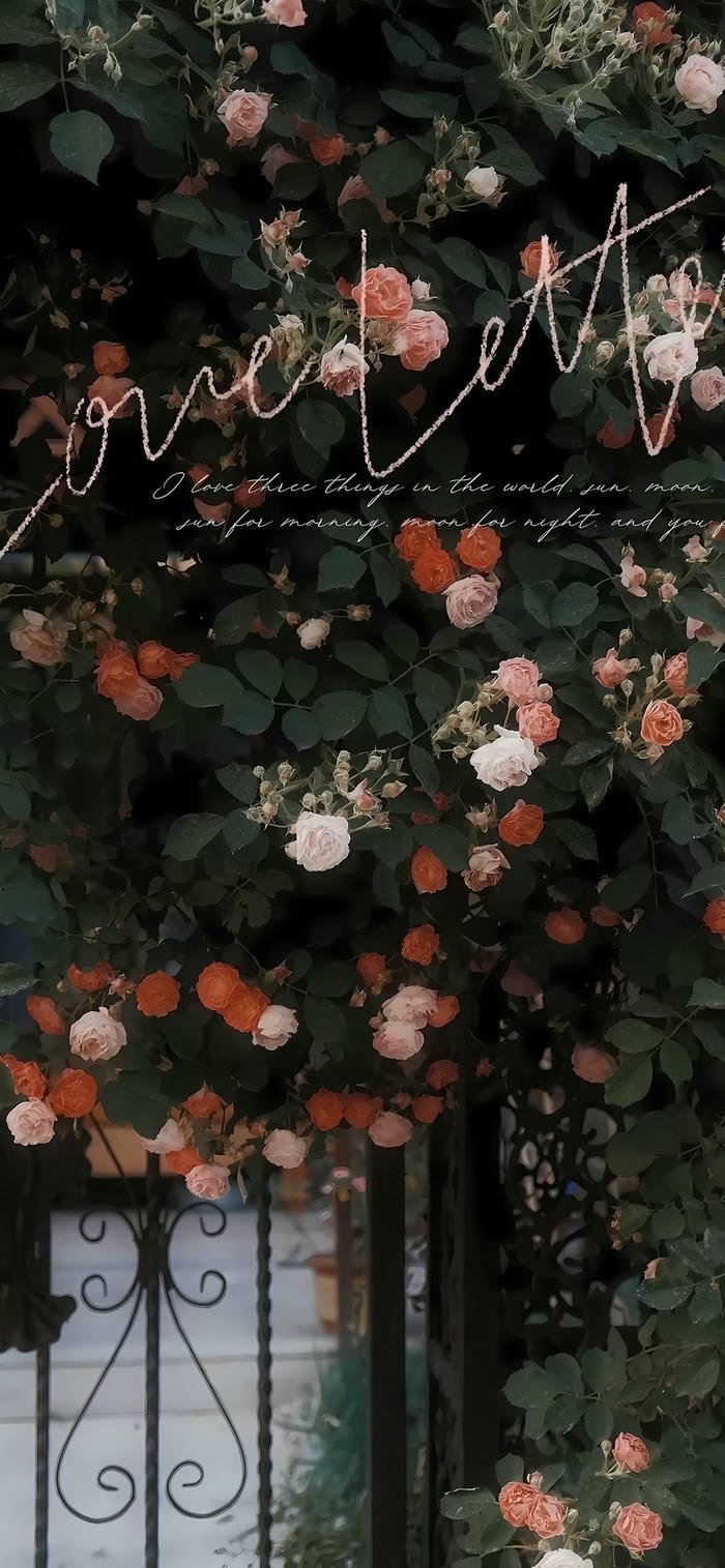 hình nền hoa nở