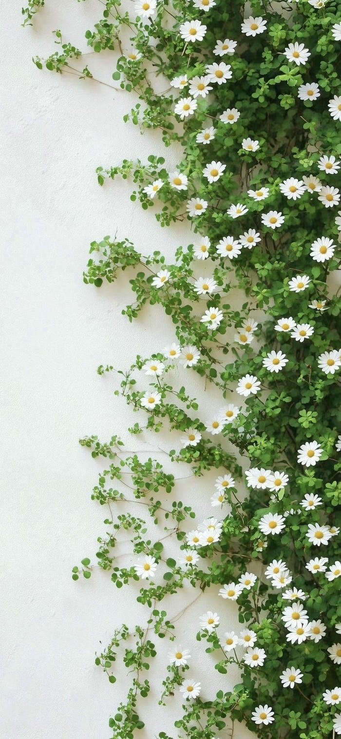 hình nền hoa trắng tinh khôi