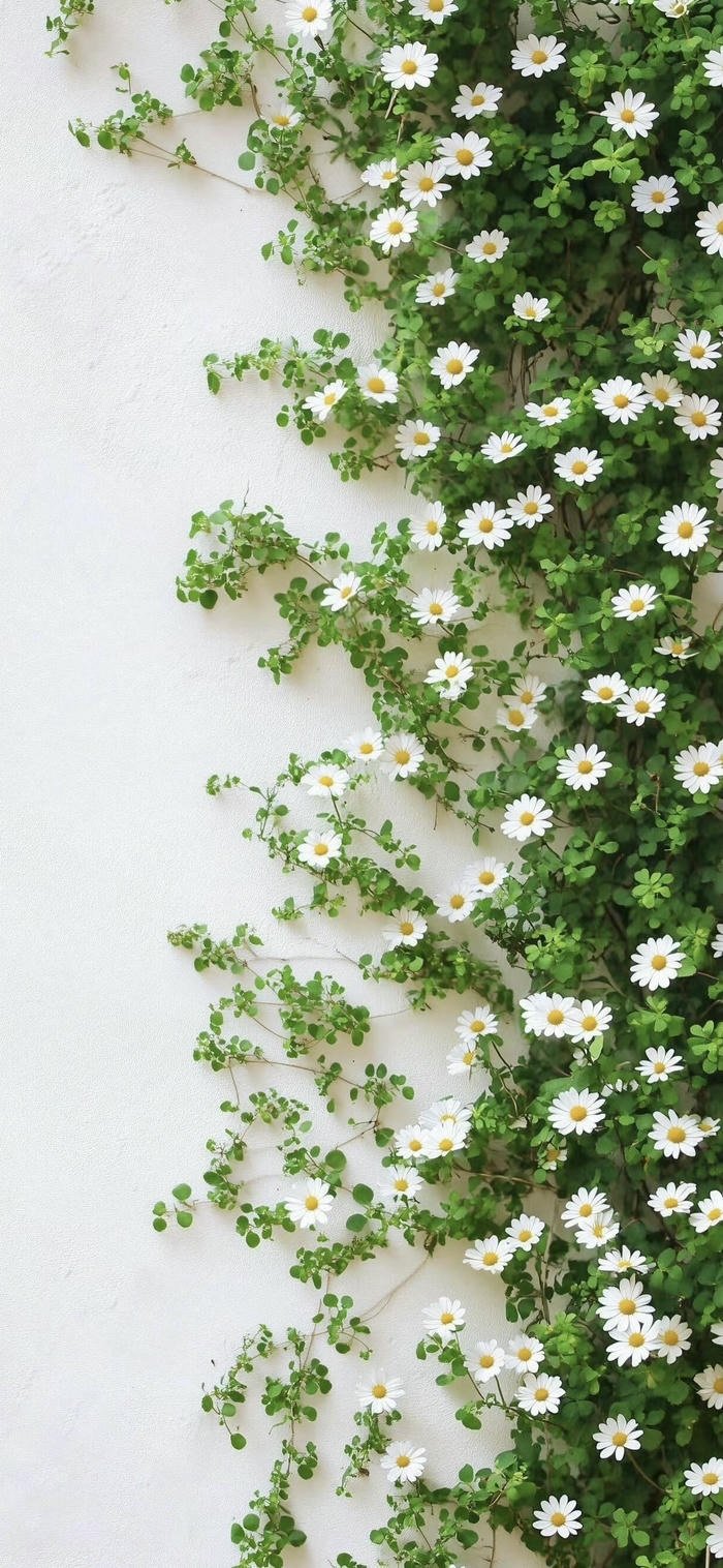 hình nền hoa trắng tinh khôi