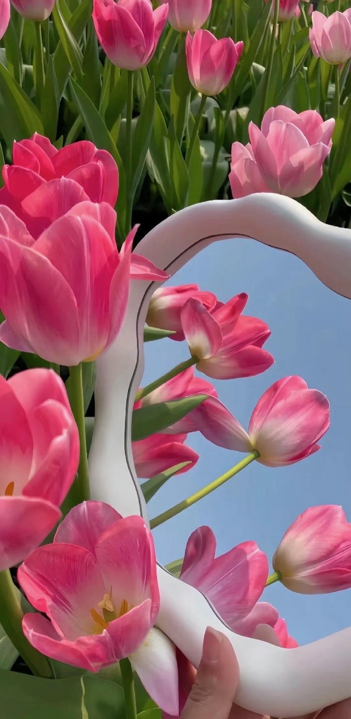 hình nền hoa tulip đẹp