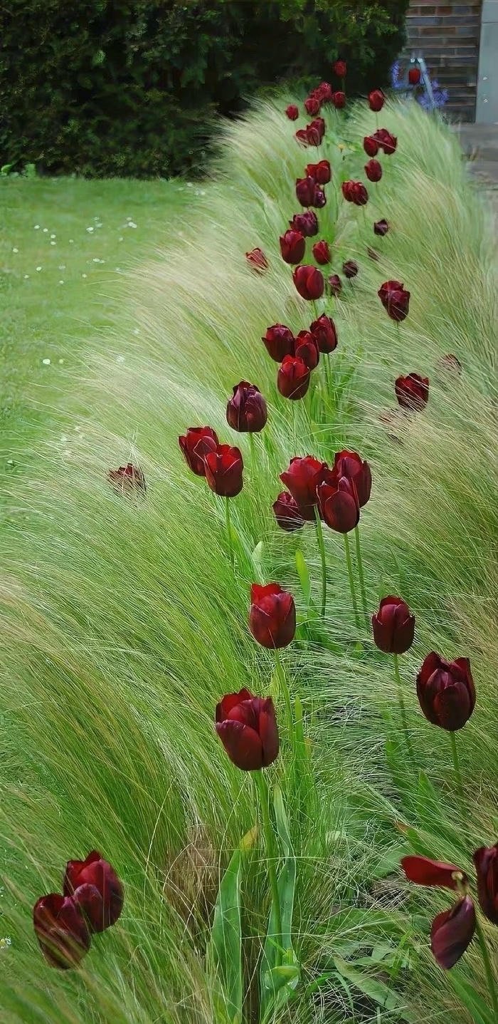 hình nền hoa tulip đỏ