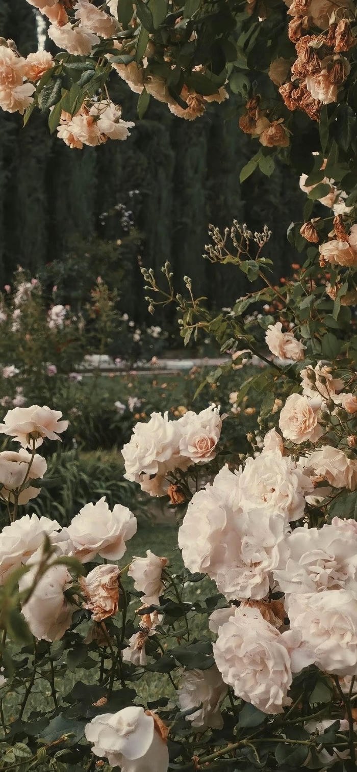 hình nền hoa tươi