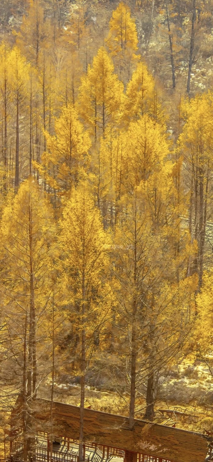 hình nền lá vàng mùa thu