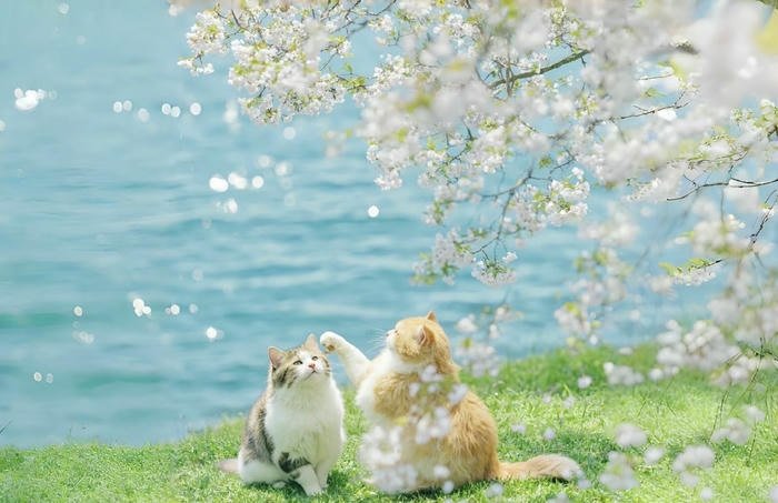 hình nền máy tính 2 con mèo dễ thương