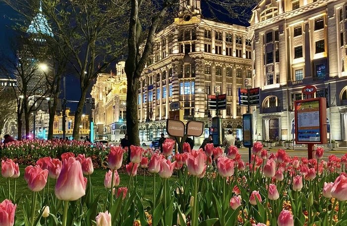 hình nền máy tính hoa tulip