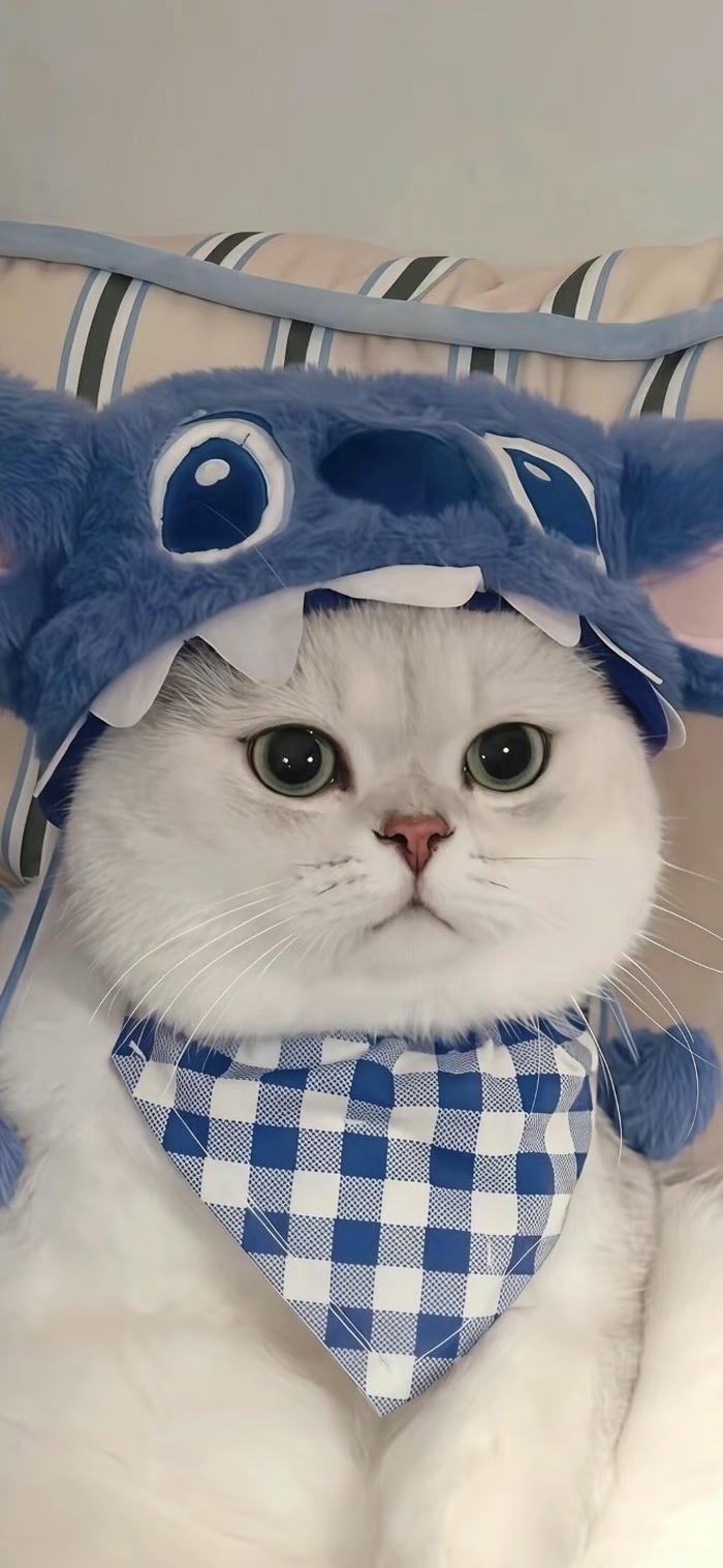 hình nền mèo con dễ thương