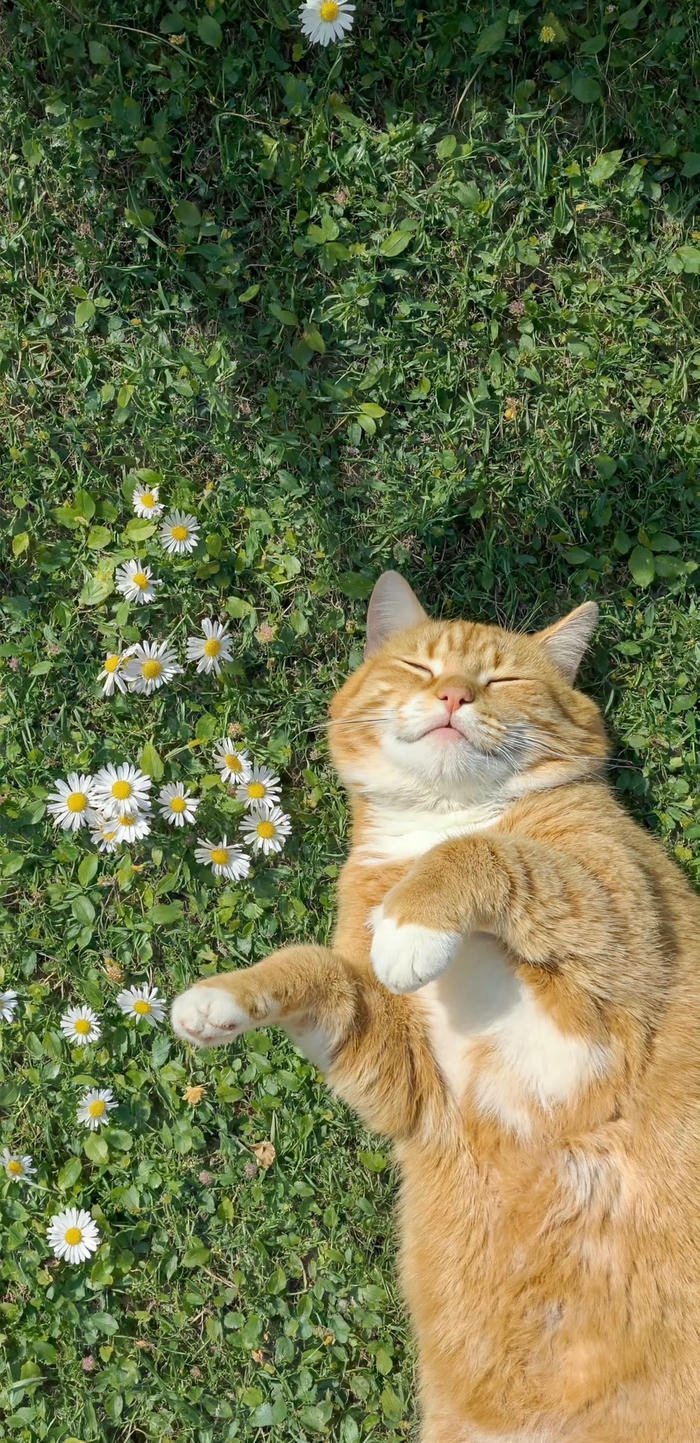 hình nền mèo dễ thương full HD