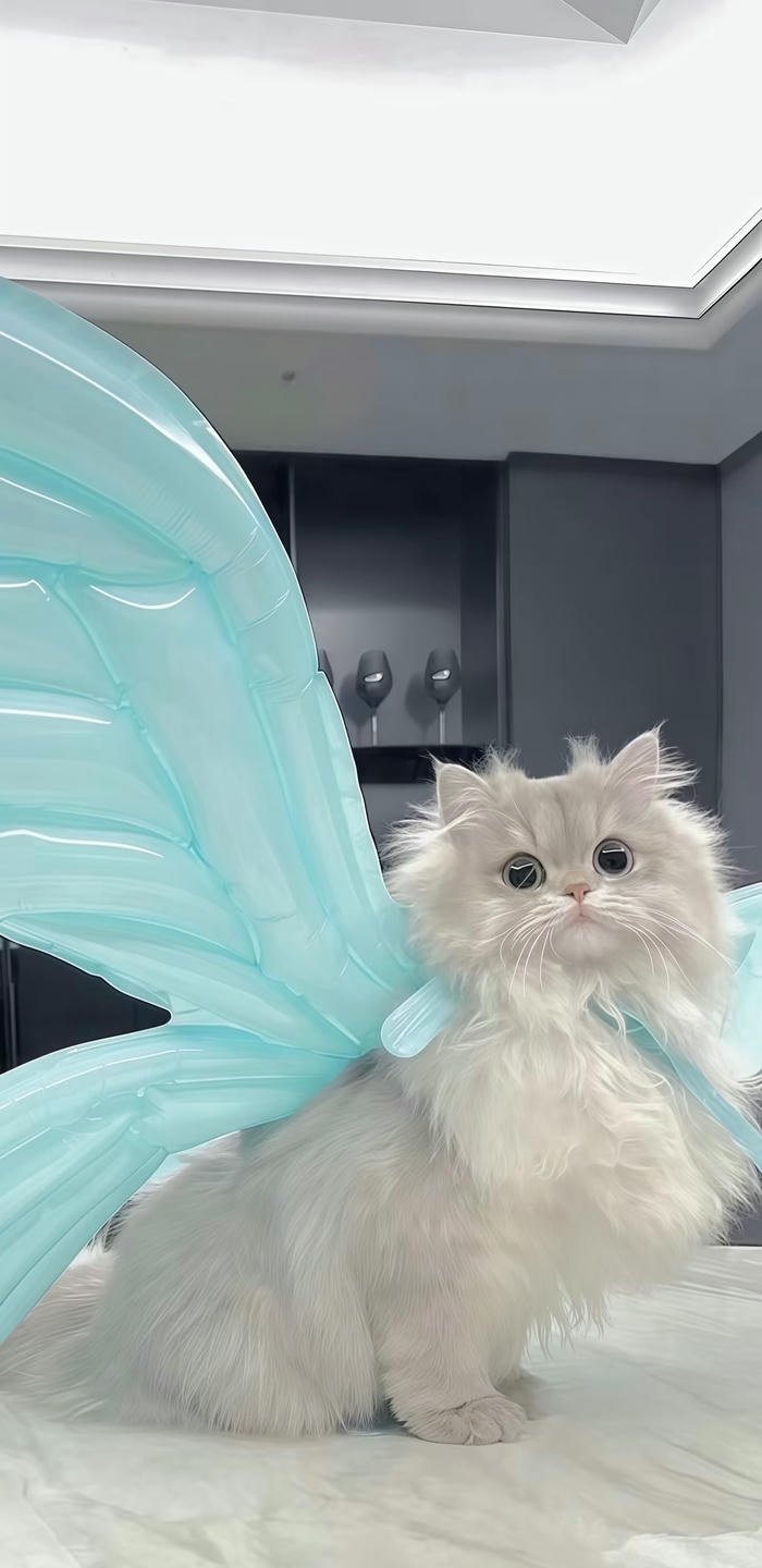 hình nền mèo đeo cánh bướm hình nền mèo đeo cánh bướm