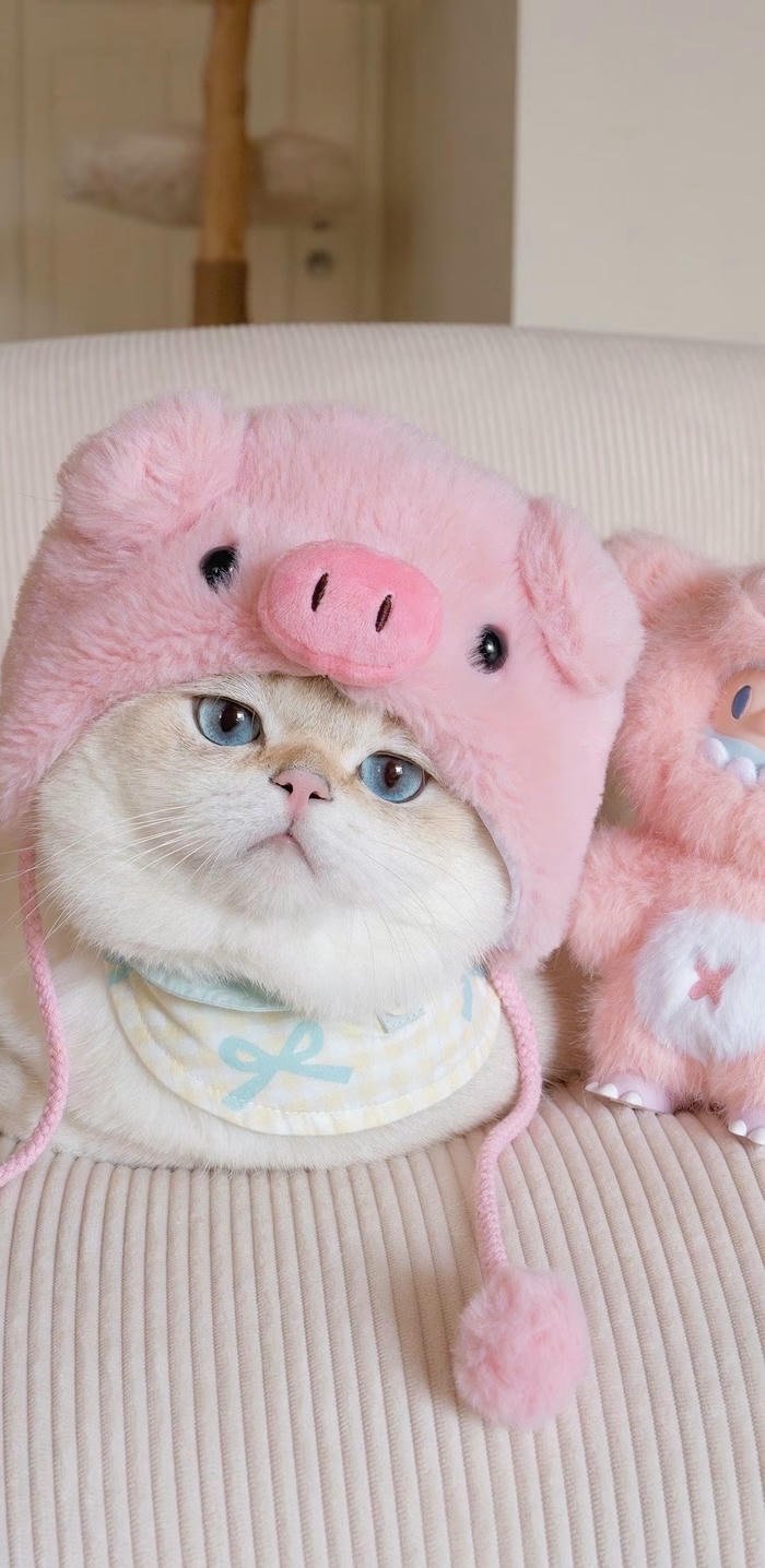 hình nền mèo đội mũ lợn hình nền mèo đội mũ lợn