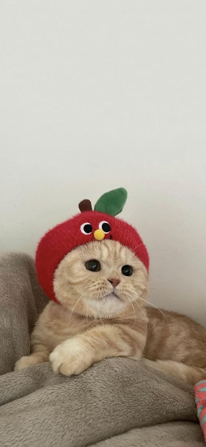 hình nền mèo nhỏ dễ thương