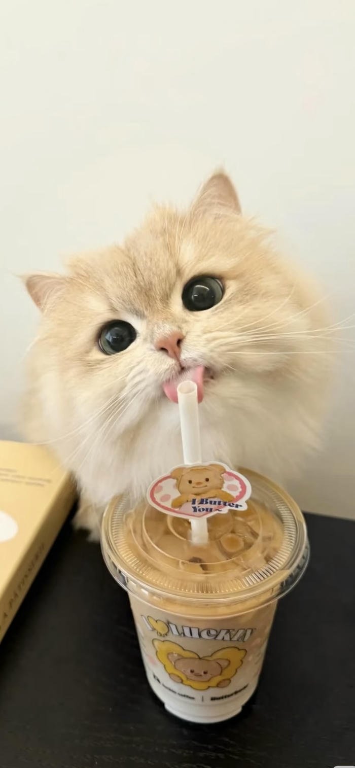 hình nền mèo uống nước dễ thương