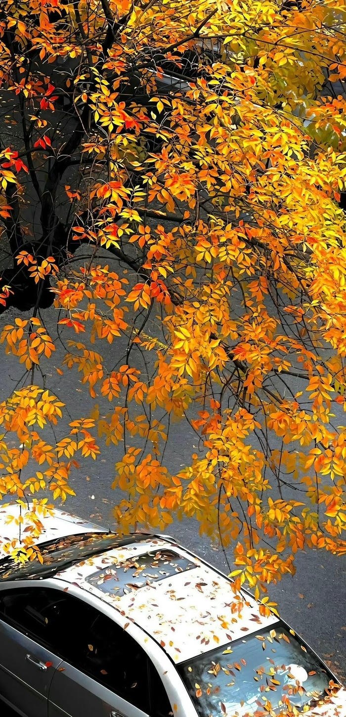 hình nền mùa thu đẹp