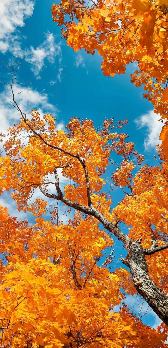 hình nền mùa thu