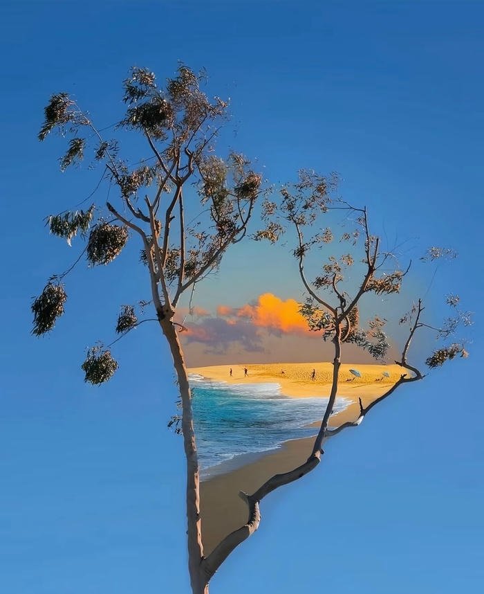 hình nền nghệ thuật cây và biển