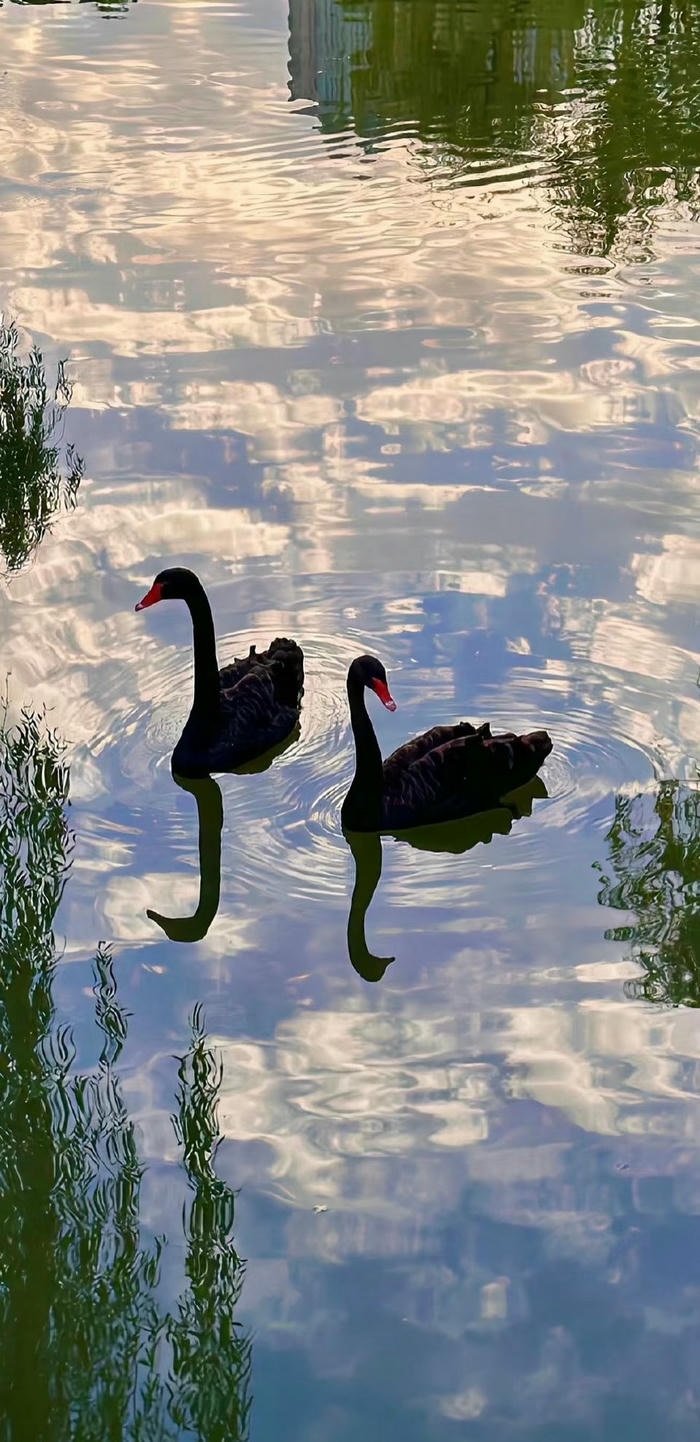 hình nền nghệ thuật thiên nga trên hồ