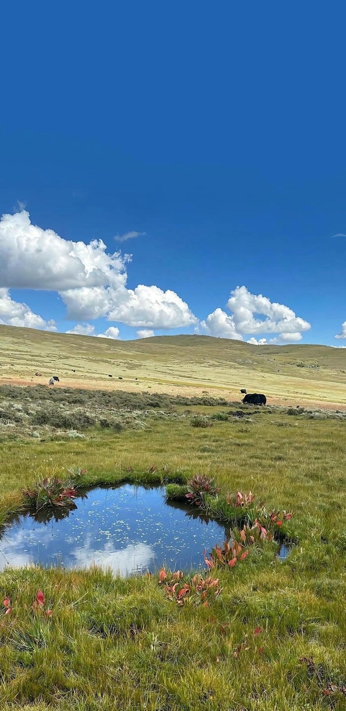 hình nền phong cảnh trên đồi thảo nguyên hình nền phong cảnh trên đồi thảo nguyên