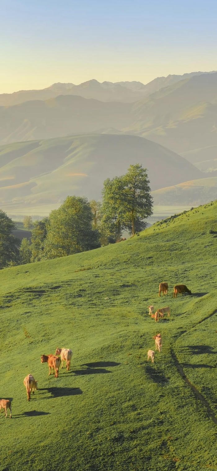 hình nền thảo nguyên đẹp