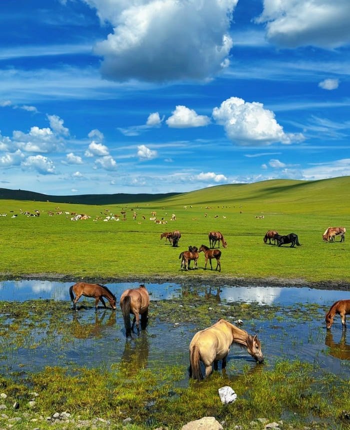 hình nền thảo nguyên xanh đẹp