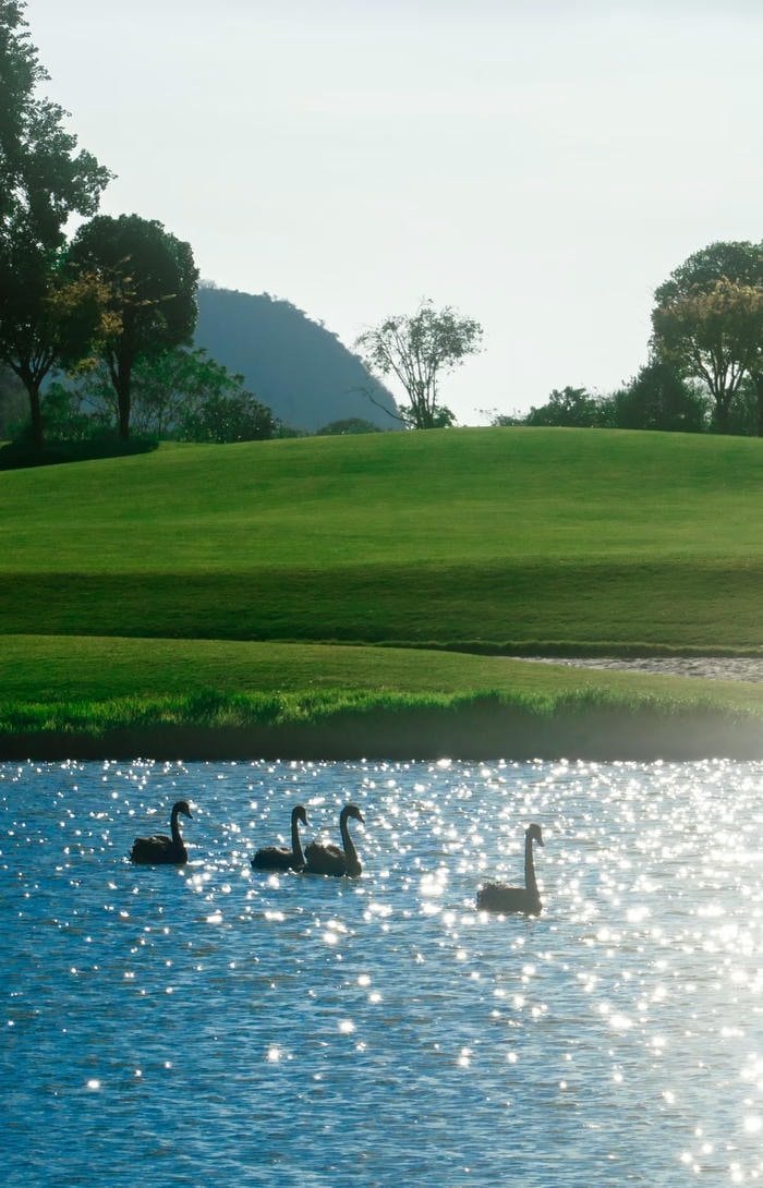 hình nền thiên nga đang bơi