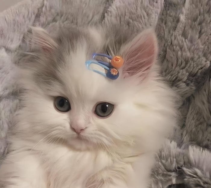 những avatar mèo cute