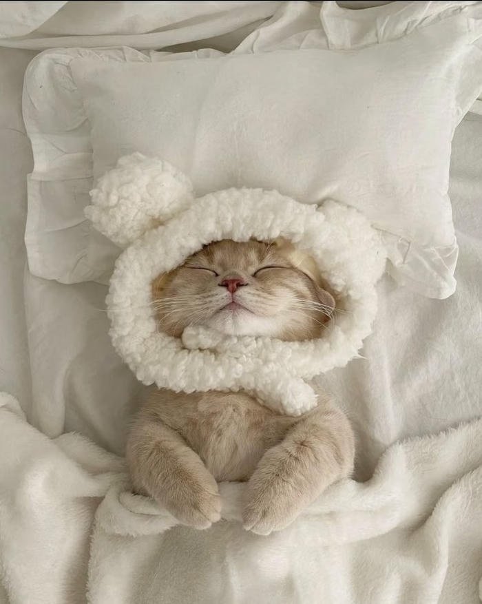 những avatar mèo ngủ dễ thương