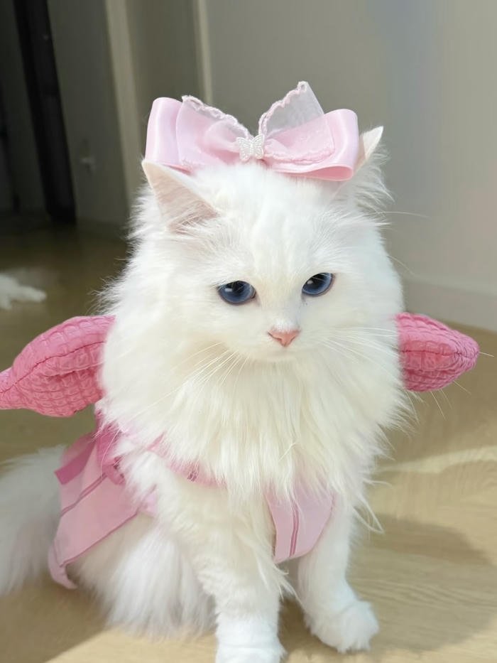 những avatar mèo style cute