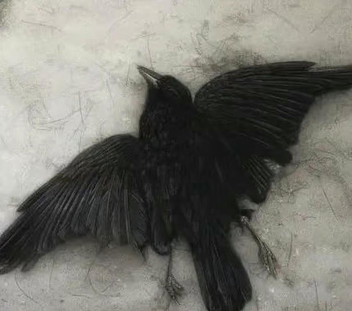 vibe trầm bí ẩn