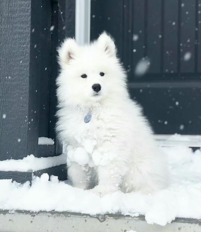 Ảnh avatar chó đáng yêu dễ thương