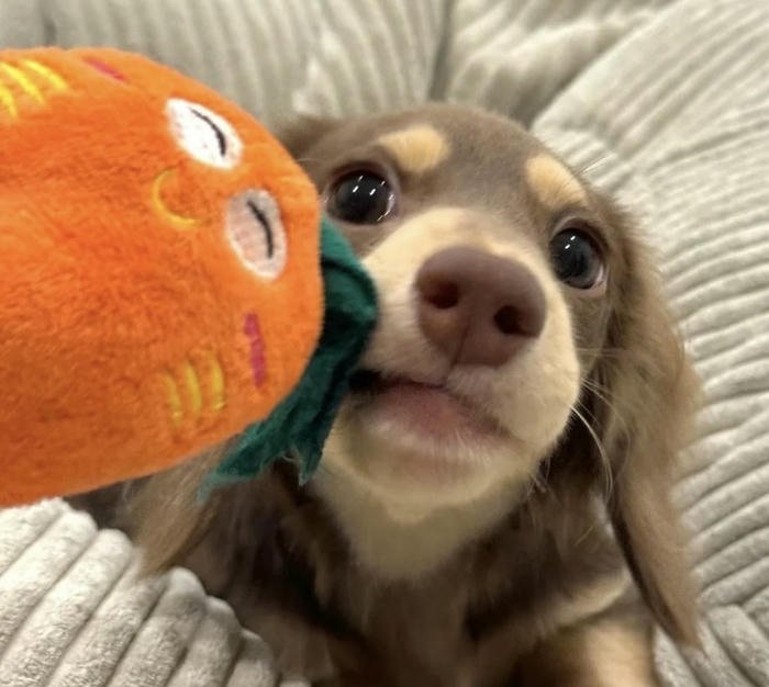 Ảnh avatar chó đáng yêu hình tròn