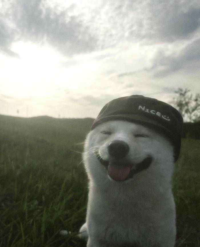 Ảnh avatar chó đáng yêu màu sáng