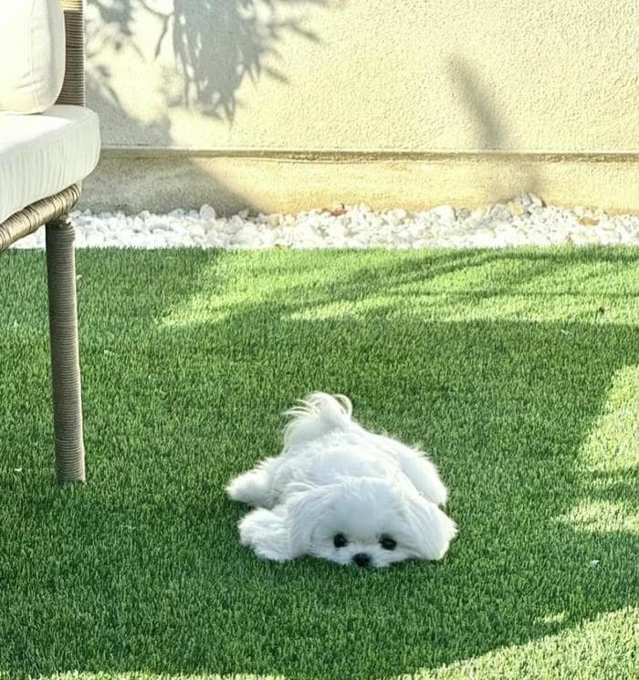 Ảnh avatar chó đáng yêu phong cách cute