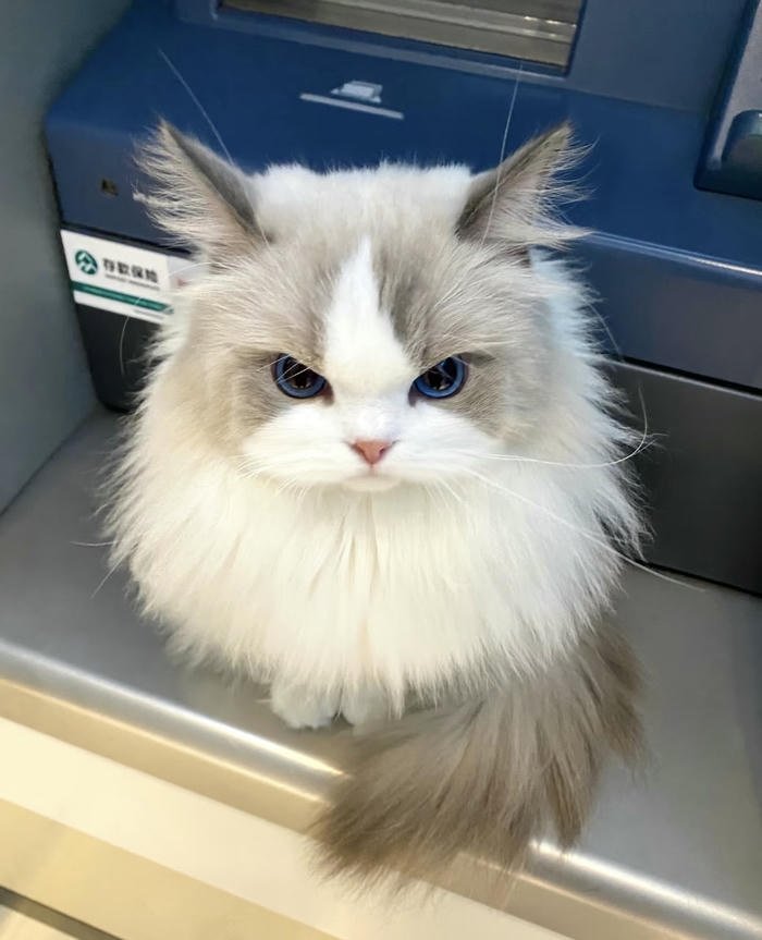 Ảnh avatar con vật dễ thương dễ nhìn