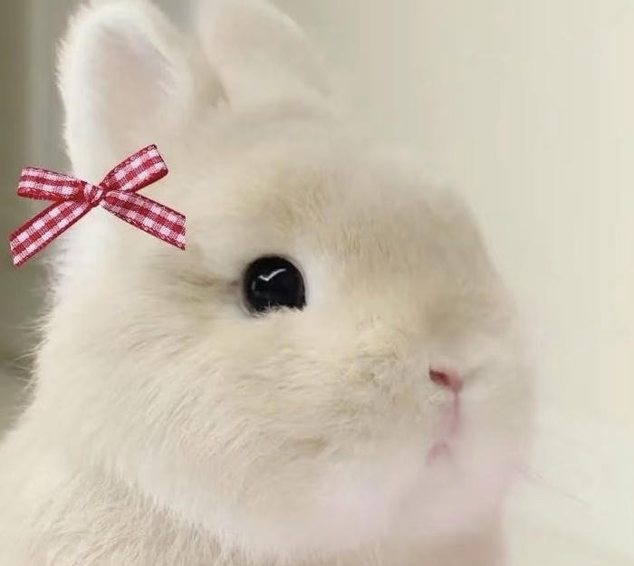 Ảnh avatar con vật dễ thương hình tròn