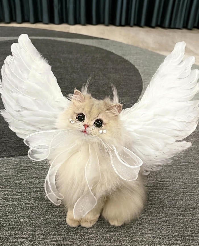 Ảnh avatar con vật dễ thương thân thiện