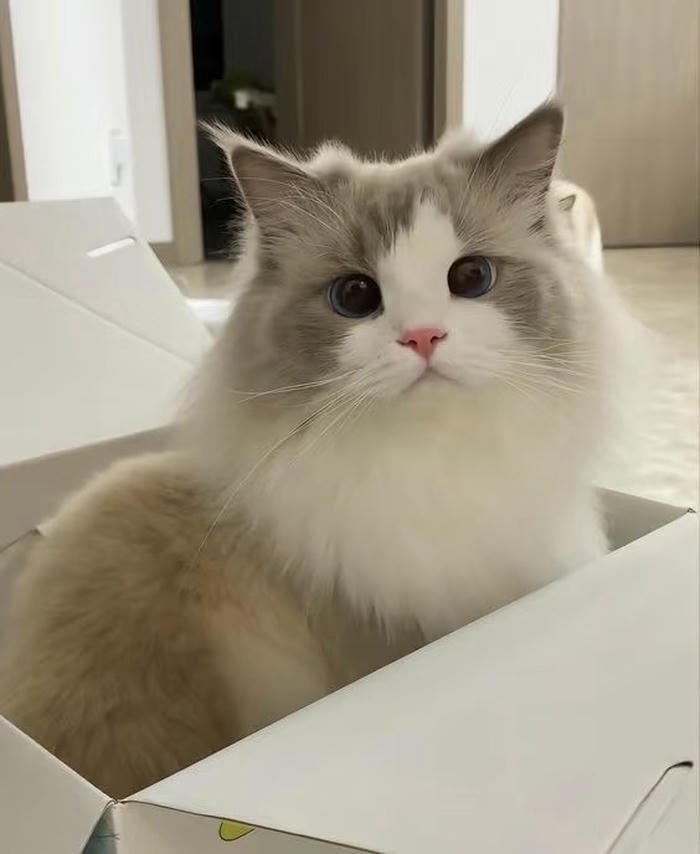 Ảnh avatar mèo mặt tròn đáng yêu